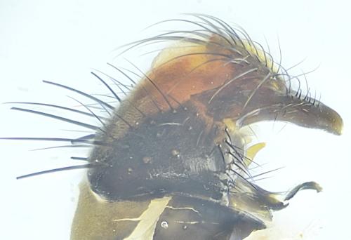 Hylemya vagans